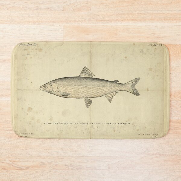 Item preview, Vintage Lauretta Whitefish Poster – Coregonus laurettae – Antique Salmonidae Ichthyology Art Print designed and sold by Jeeklsdotcom.