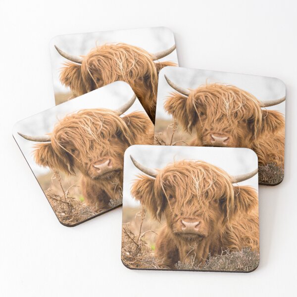 Item preview, Young Highland Cow designed and sold by Jane Stanley Photography.