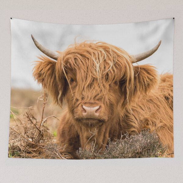 Item preview, Young Highland Cow designed and sold by Jane Stanley Photography.