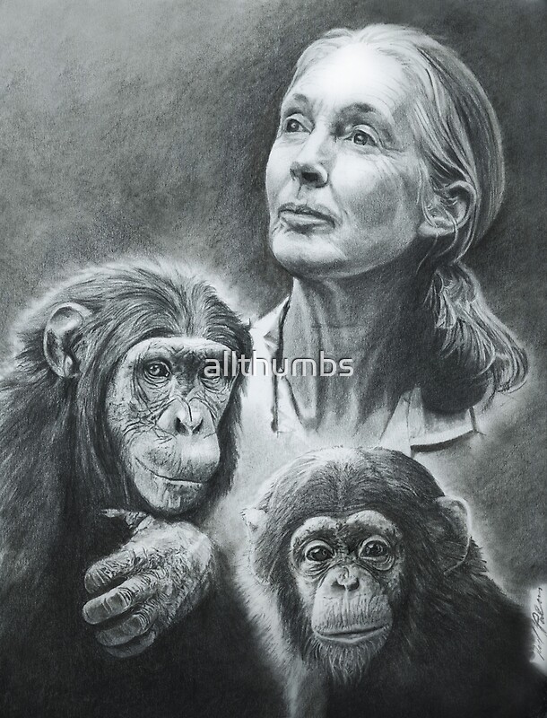 "WE ARE FAMILY JANE GOODALL" by allthumbs Redbubble