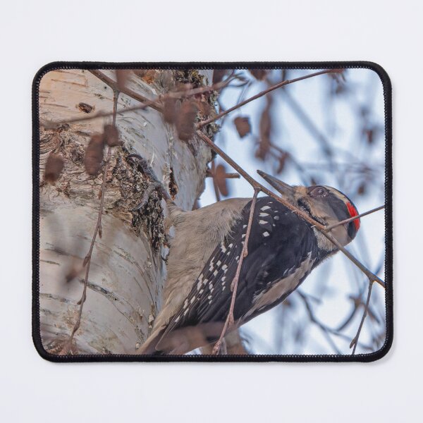 Item preview, Hairy Woodpecker drilling a hole in a tree designed and sold by lisavonbiela.