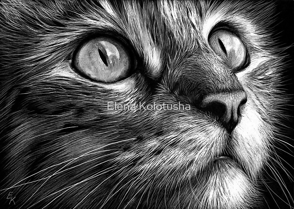 "Cat's face - scratchboard art" by Elena Kolotusha | Redbubble