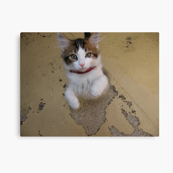 Little Freind Canvas Print