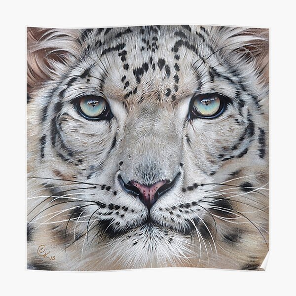 Faces of the wild - Snow Leopard Poster