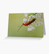 Soldiering Greeting Card