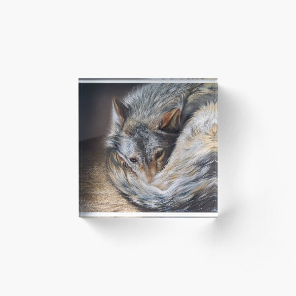 Watchful rest (Grey Wolf) Acrylic Block