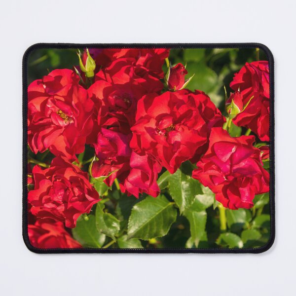 Item preview, Vibrant Scarlet Red Roses in Full Bloom designed and sold by Georgia Mizuleva.