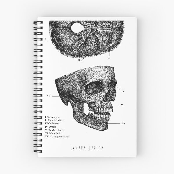 Artikelvorschau, Schädelanatomie entworfen und verkauft von LymbesDesign.
