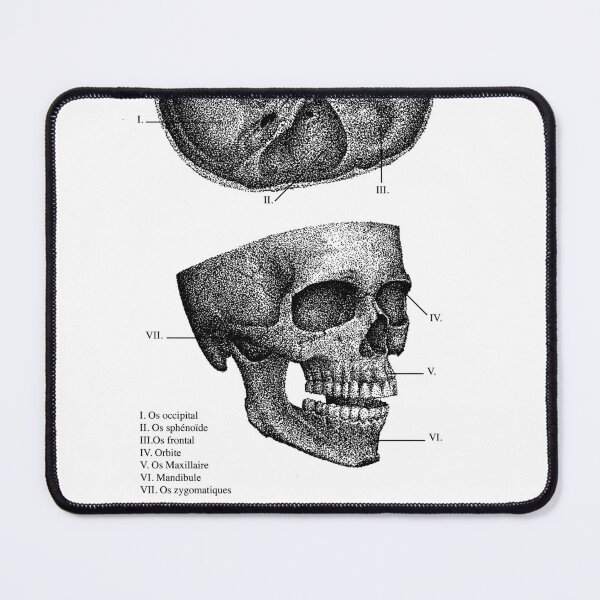 Item preview, Skull anatomy designed and sold by LymbesDesign.