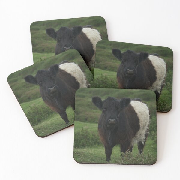 Item preview, Belted Galloway Cow designed and sold by rawshutterbug.
