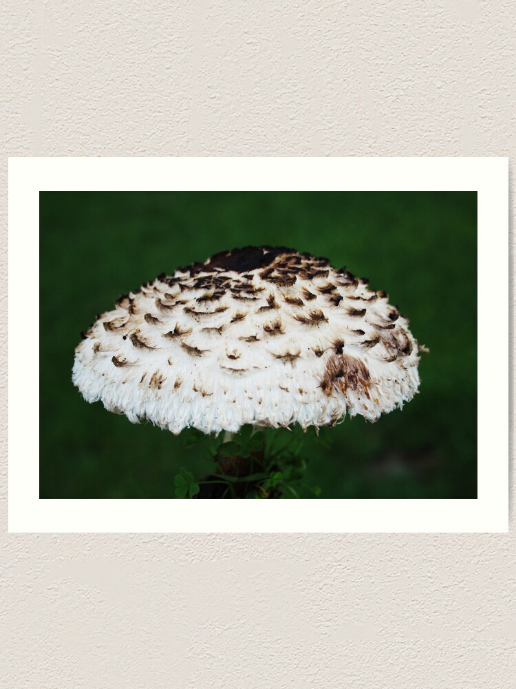 Thumbnail 1 of 3, Art Print, Overhead designed and sold by robmac.