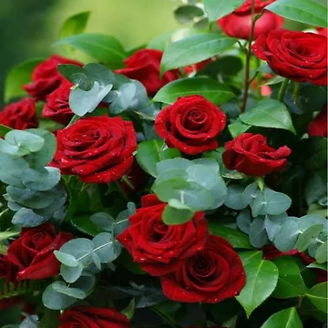Artwork thumbnail, Beautiful Exquisite Red Roses by CheeryDK