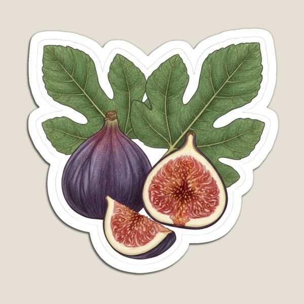 Item preview, Fig with Leaves Illustration designed and sold by SnarkyLab.