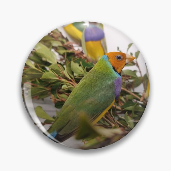 Item preview, Beautiful Gouldian Finches designed and sold by Gouldian Care.