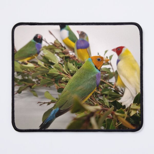 Item preview, Beautiful Gouldian Finches designed and sold by Gouldian Care.