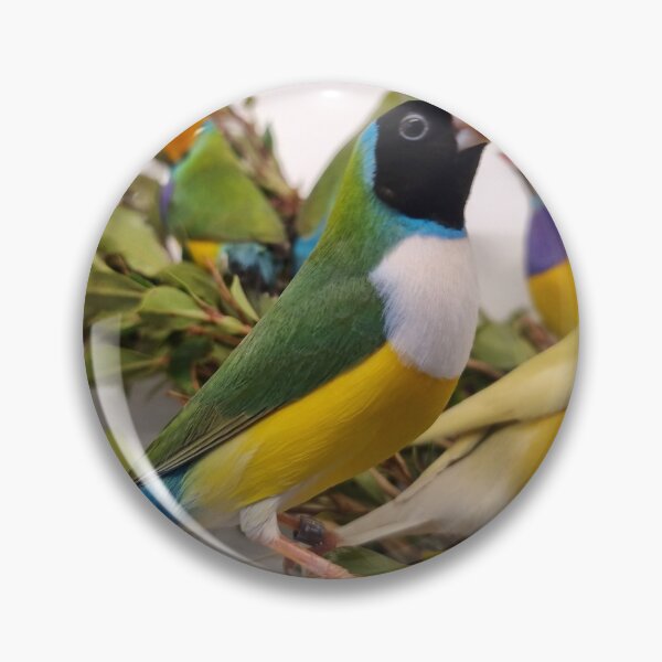 Item preview, Colourful Gouldian Finches designed and sold by Gouldian Care.