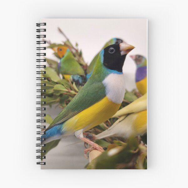 Item preview, Colourful Gouldian Finches designed and sold by Gouldian Care.