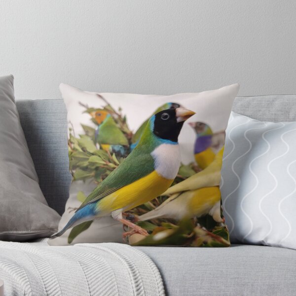 Item preview, Colourful Gouldian Finches designed and sold by Gouldian Care.