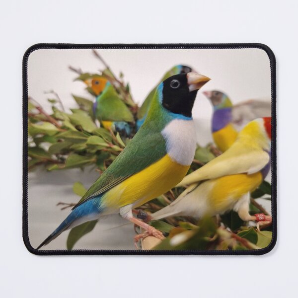 Item preview, Colourful Gouldian Finches designed and sold by Gouldian Care.