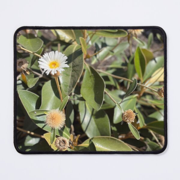Item preview, daisy surrounded by Aussie bush designed and sold by marbellousart.