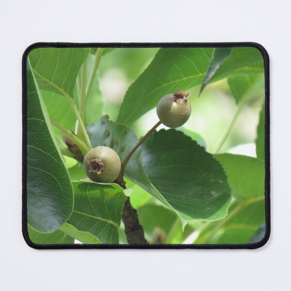 Item preview, Manchurian pear fruit designed and sold by greentiger1.