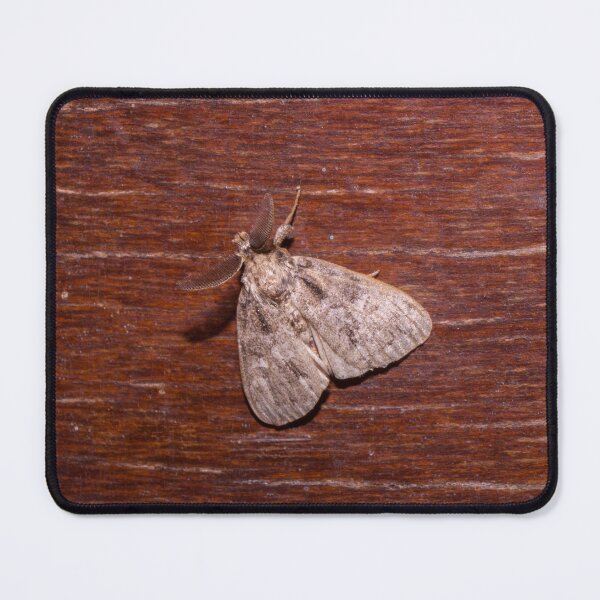 Item preview, tussock moth designed and sold by ROSE ANN BANILAR.