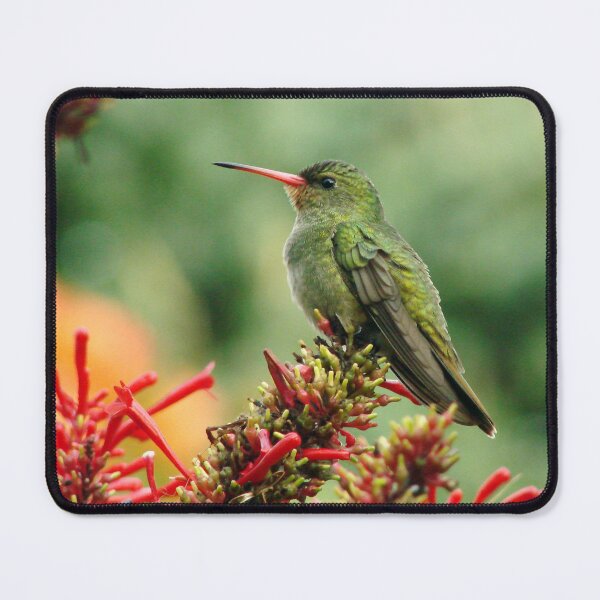 Item preview, Brazil Core Nature Birdwatch Golden Humming Bird British Birds designed and sold by helderpoeta.