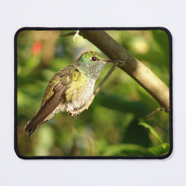 Item preview, Brazil Core Wildlife Humming Bird of White Brand Birdwatch Nature designed and sold by helderpoeta.