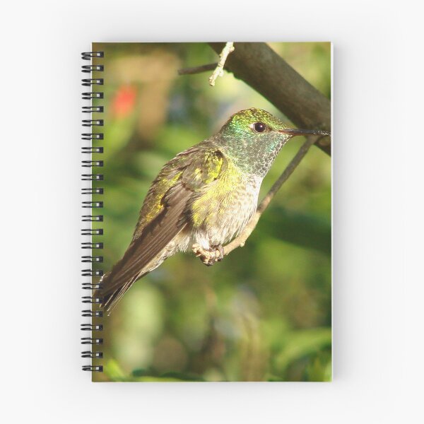 Item preview, Brazil Core Wildlife Humming Bird of White Brand Birdwatch Nature designed and sold by helderpoeta.