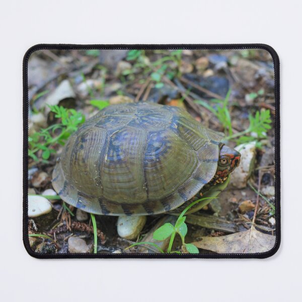 Item preview, Three-toed Box Turtle in the Wild - Nature Photography designed and sold by Blossom-Breeze.
