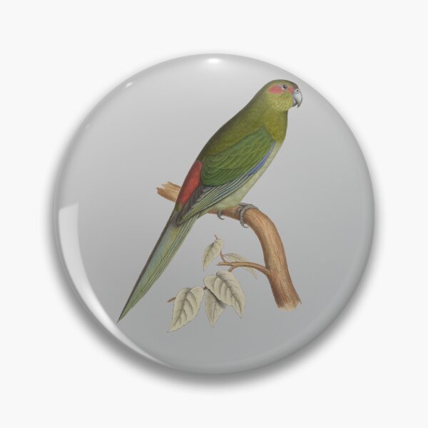Item preview, Tahiti parakeet - Vintage Bird Illustration - Extinct Bird (1840s) designed and sold by karwilberevivalcollection.
