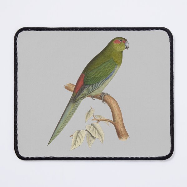 Item preview, Tahiti parakeet - Vintage Bird Illustration - Extinct Bird (1840s) designed and sold by karwilberevivalcollection.