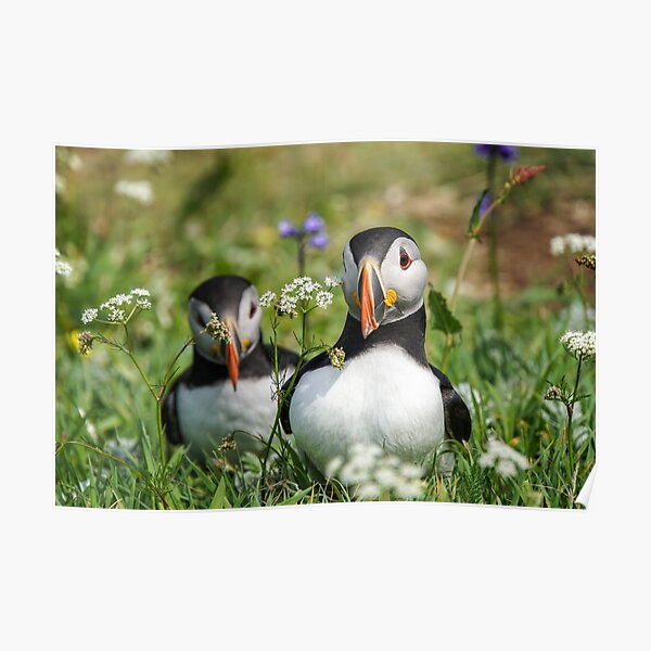 Puffins amongst white flowers Poster