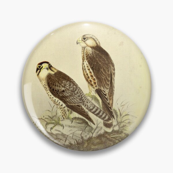 Item preview, Vintage Lanner Falcon Print – Falco biarmicus – Antique Italian Ornithology Art – Predator Bird Wall Decor – Falco Feldeggi designed and sold by Jeeklsdotcom.