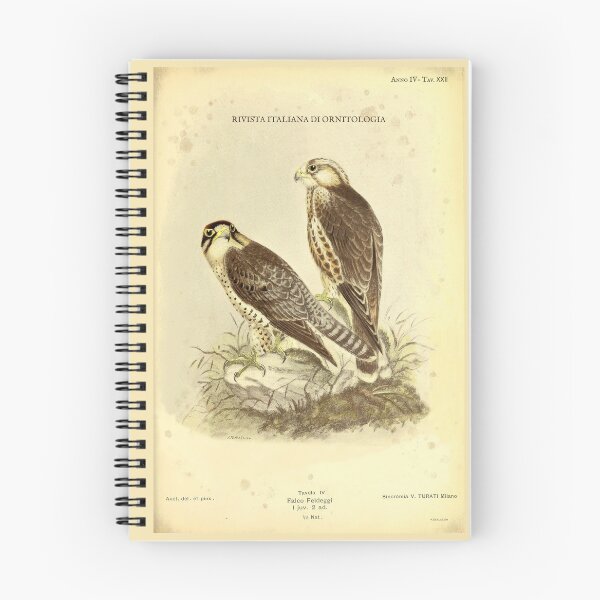 Item preview, Vintage Lanner Falcon Print – Falco biarmicus – Antique Italian Ornithology Art – Predator Bird Wall Decor – Falco Feldeggi designed and sold by Jeeklsdotcom.