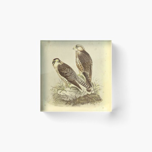 Item preview, Vintage Lanner Falcon Print – Falco biarmicus – Antique Italian Ornithology Art – Predator Bird Wall Decor – Falco Feldeggi designed and sold by Jeeklsdotcom.