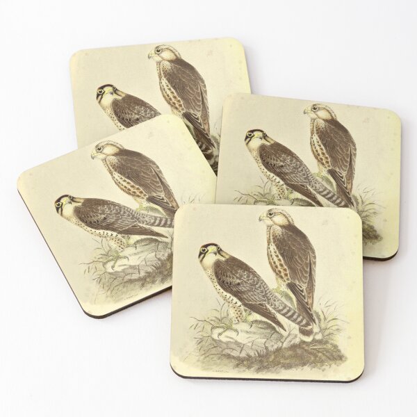 Item preview, Vintage Lanner Falcon Print – Falco biarmicus – Antique Italian Ornithology Art – Predator Bird Wall Decor – Falco Feldeggi designed and sold by Jeeklsdotcom.