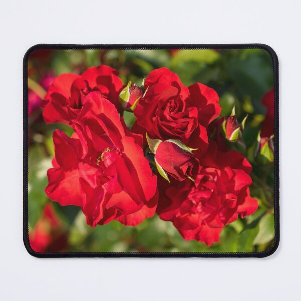 Item preview, Vibrant Red Roses in Bloom designed and sold by Georgia Mizuleva.