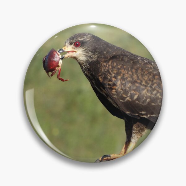 Item preview, Brazil Core Animal Birdwatch Crab Hawk Brazilian Birds designed and sold by helderpoeta.