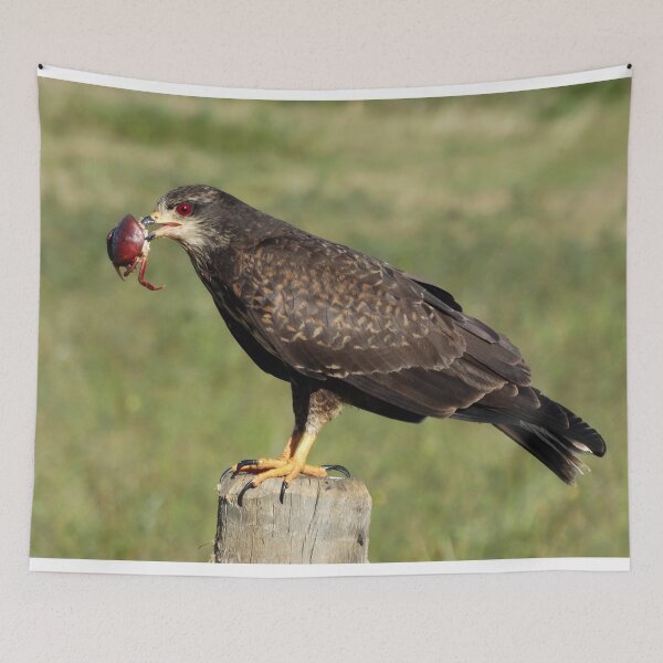 Item preview, Brazil Core Animal Birdwatch Crab Hawk Brazilian Birds designed and sold by helderpoeta.