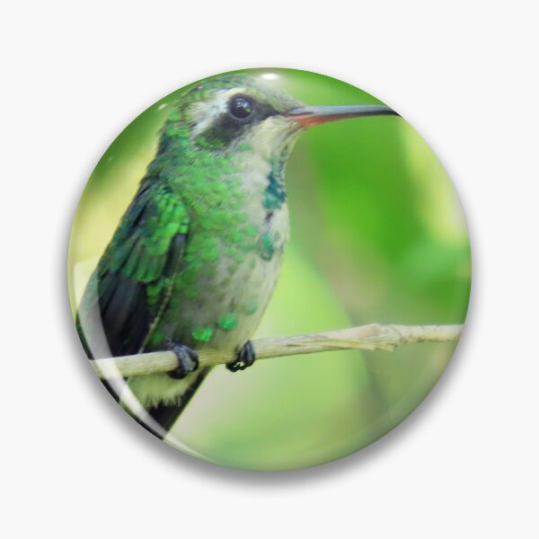 Item preview, Brazil Core Red Beak little Beetle Animal Birdwatch designed and sold by helderpoeta.
