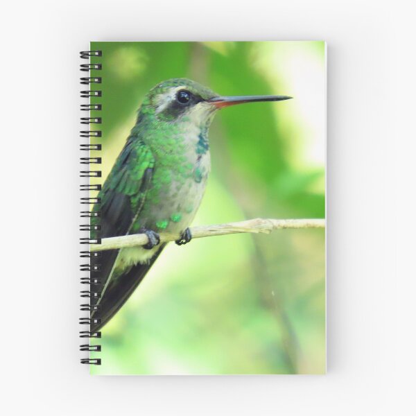 Item preview, Brazil Core Red Beak little Beetle Animal Birdwatch designed and sold by helderpoeta.