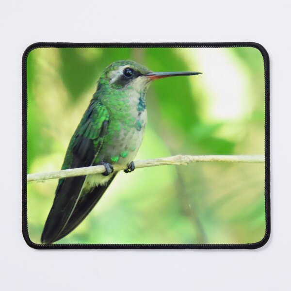 Item preview, Brazil Core Red Beak little Beetle Animal Birdwatch designed and sold by helderpoeta.