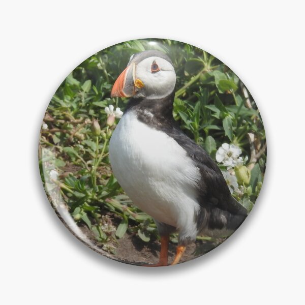 Item preview, Pair of Atlantic Puffins in front of white Sea Campion flowers designed and sold by TwistedClassics.