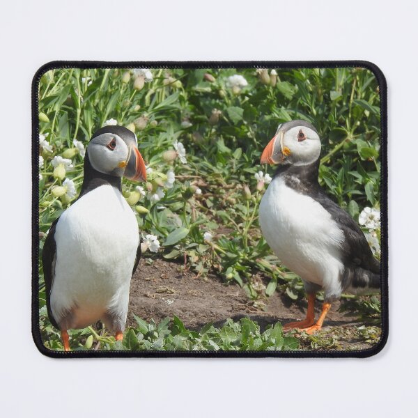 Item preview, Pair of Atlantic Puffins in front of white Sea Campion flowers designed and sold by TwistedClassics.