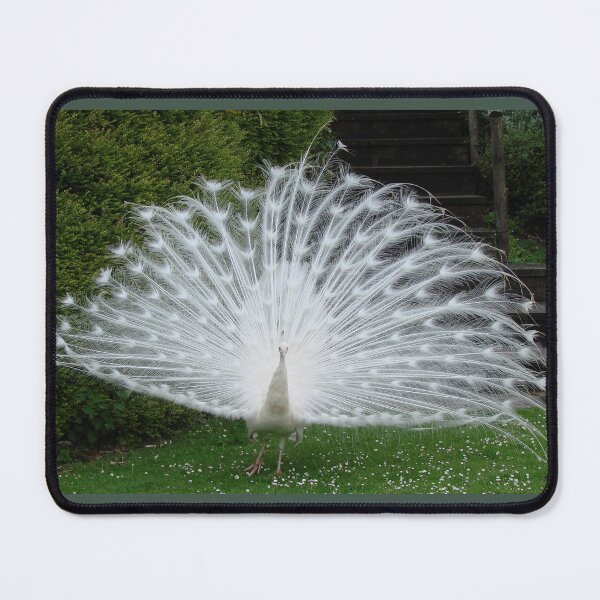 Item preview, White peacock displaying his amazing feathers designed and sold by TwistedClassics.