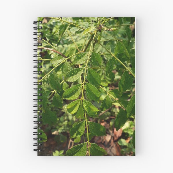 Item preview, Fresh Curry Leaves (Kadi Patta) - Aesthetic Botanical Kitchen Art designed and sold by BloomandBlurArt.