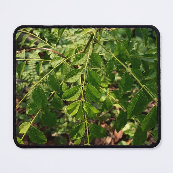 Item preview, Fresh Curry Leaves (Kadi Patta) - Aesthetic Botanical Kitchen Art designed and sold by BloomandBlurArt.