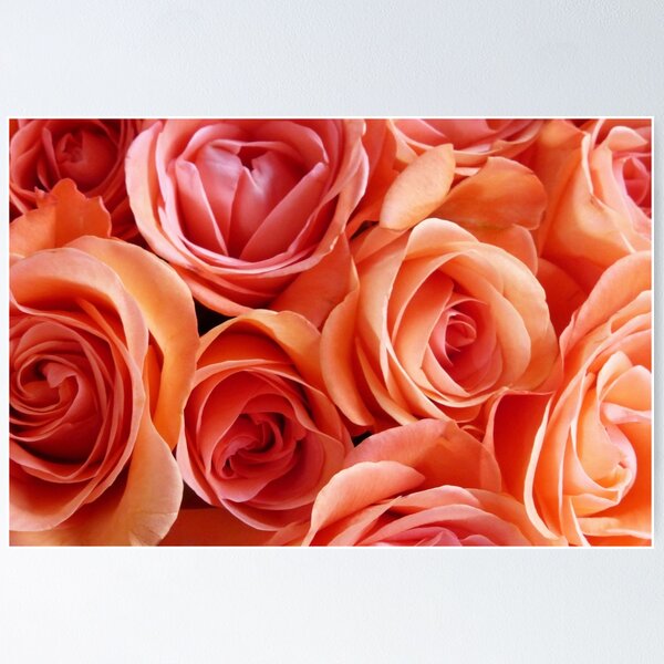 Item preview, A display of roses designed and sold by Agnes McGuinness.