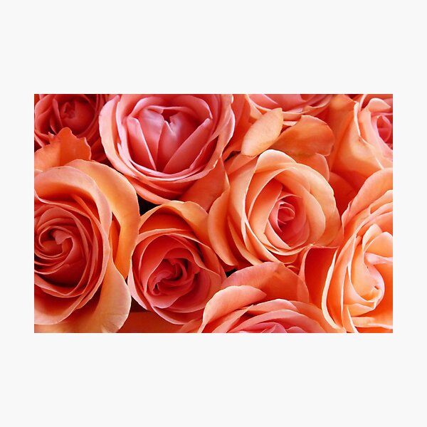 Item preview, A display of roses designed and sold by Agnes McGuinness.